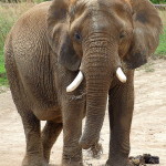 513px-Elephant_at_Indianapolis_Zoo